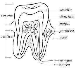 DEVITALIZZAZIONE DENTE CARIATO E CURE ANTIBIOTICHE