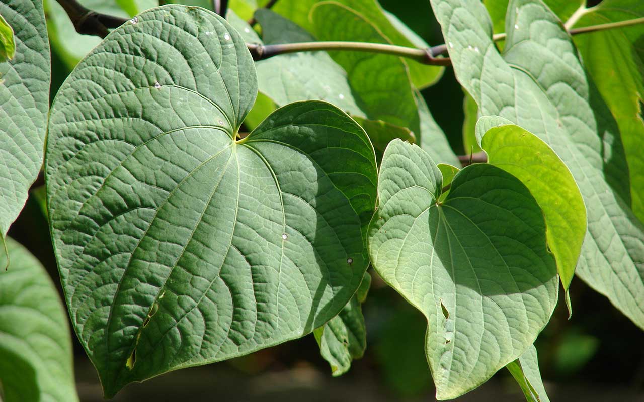 PROPRIETÀ E BENEFICI DEL KAVA MESSICANO E KAVA POLINESIANO