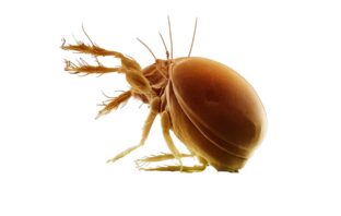 L’ACARO DELLA SCABBIA E I VERMI INTESTINALI