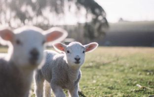 L’AMORE DI GESÙ PER GLI ANIMALI