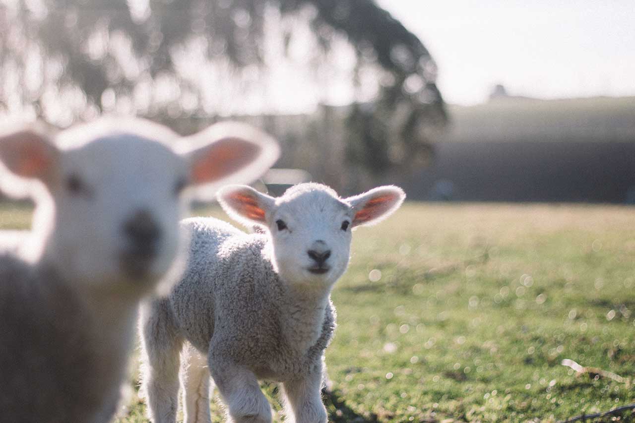 L’AMORE DI GESÙ PER GLI ANIMALI