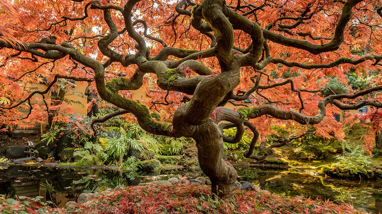 LA MAGNIFICENZA E LA GENEROSITÀ DEGLI ALBERI È SENZA EGUALI