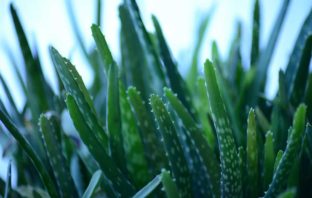 ALOE MAGICA E CURA REALE ANTICANCRO PER MADRE IRLANDESE aloe vera