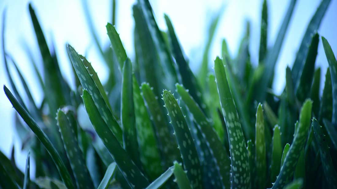 ALOE MAGICA E CURA REALE ANTICANCRO PER MADRE IRLANDESE