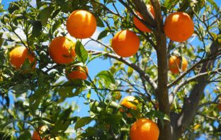 POLIAMMINE E PUTRESCINE NELLE ARANCE