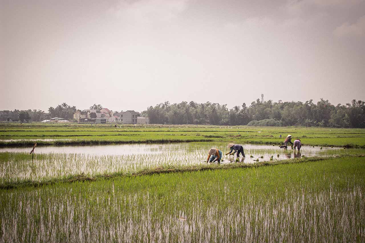 GLIFOSATE MONSANTO NEL DISERBO DELLE RISAIE