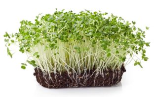GERMOGLI E MICROGREENS, BENEFICI E PROPRIETÀ (E COME PRODURLI IN CASA) Proprietà dei germogli