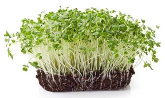 GERMOGLI E MICROGREENS, BENEFICI E PROPRIETÀ (E COME PRODURLI IN CASA) Proprietà dei germogli