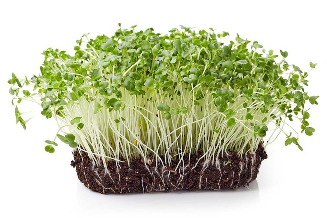 GERMOGLI E MICROGREENS, BENEFICI E PROPRIETÀ (E COME PRODURLI IN CASA)