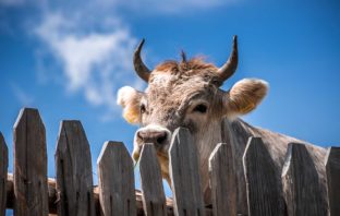 UN INDIMENTICABILE BUE DI NOME LAMPINO