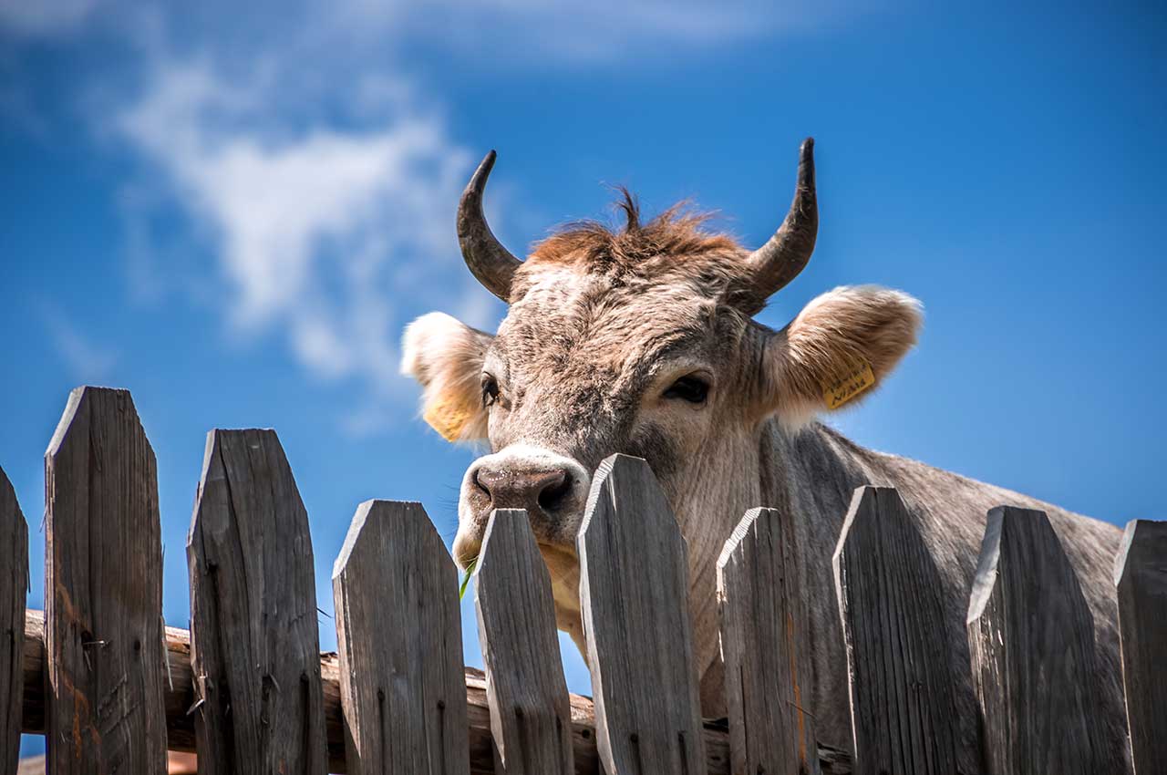 UN INDIMENTICABILE BUE DI NOME LAMPINO