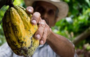 CACAO INTEGRATORE CALORICO E COMPENSATIVO MENTALE