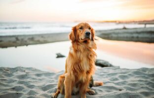 CHI EDUCA ALLA SALUTE I CANI PUÒ EDUCARE ANCHE GLI UOMINI