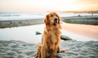 CHI EDUCA ALLA SALUTE I CANI PUÒ EDUCARE ANCHE GLI UOMINI