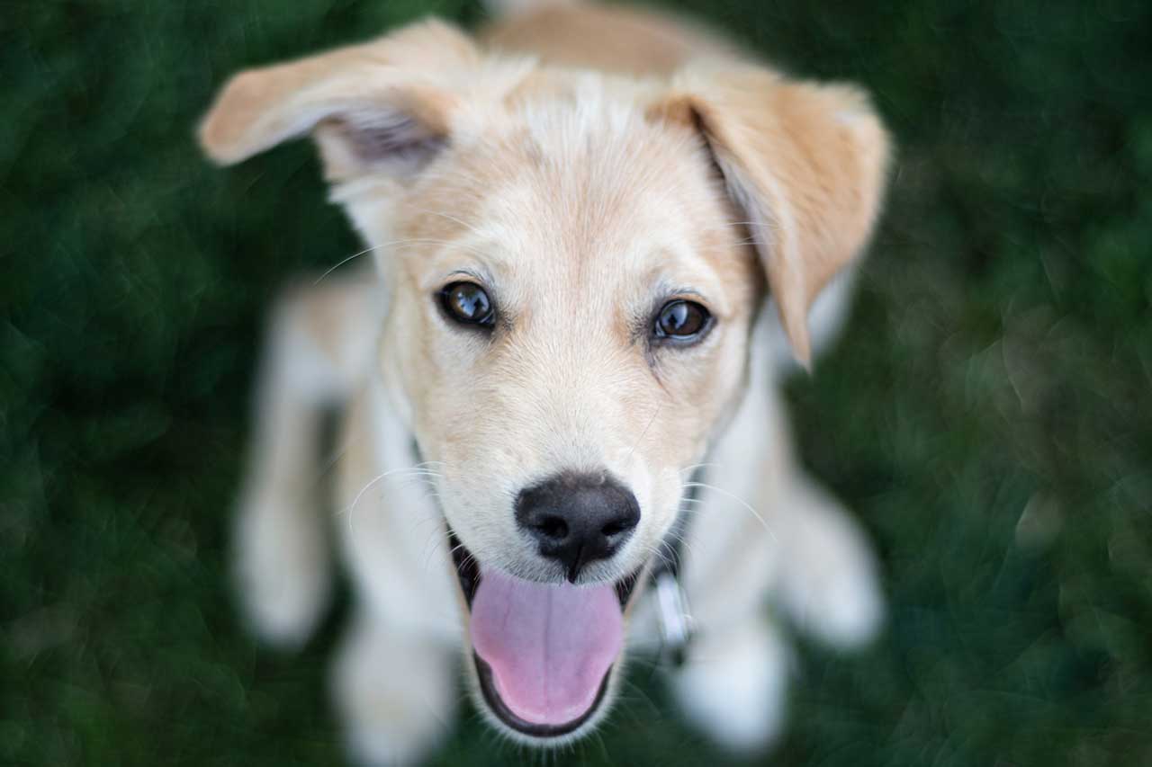 ALIMENTAZIONE PULITA PER CANI E GATTI