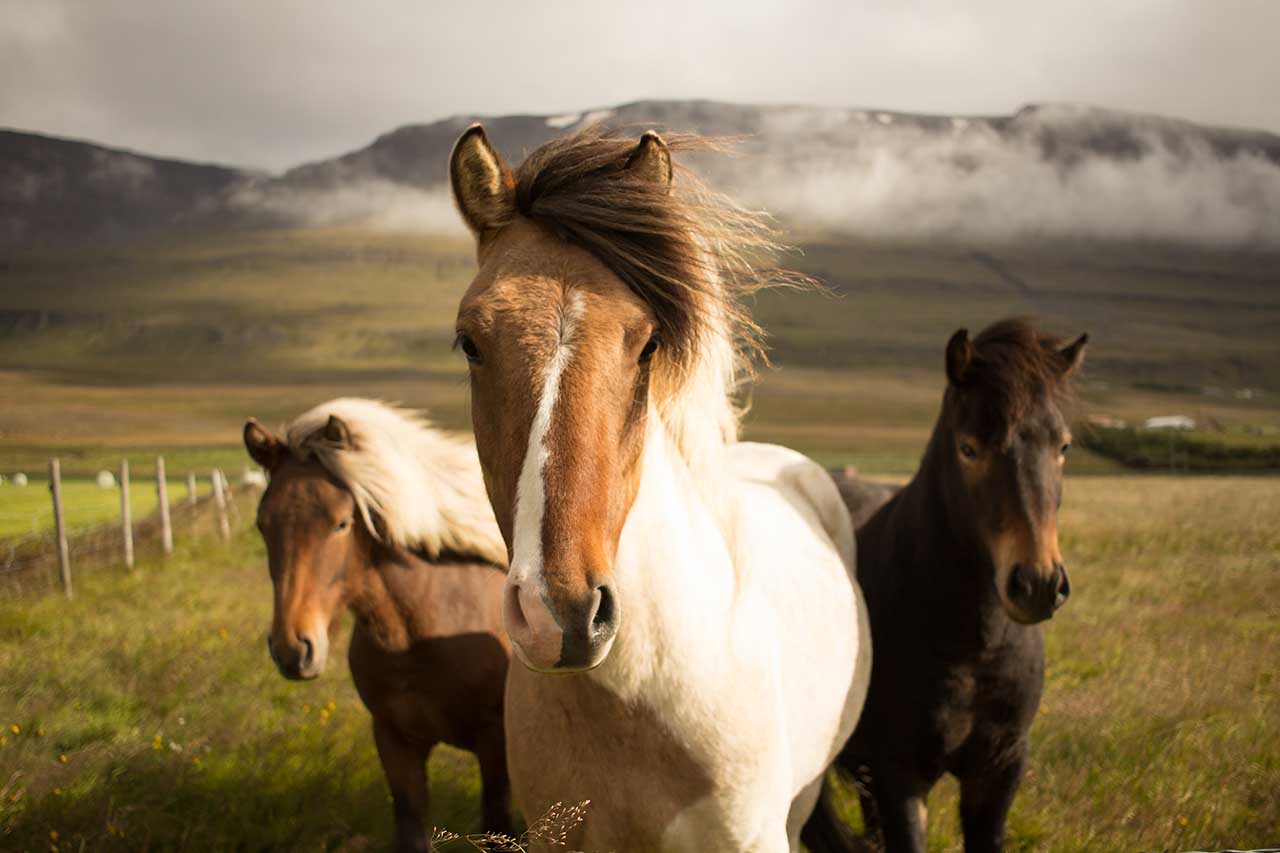 I MIEI CAVALLI SONO PER MOLTI ASPETTI MIGLIORI DELL’UOMO