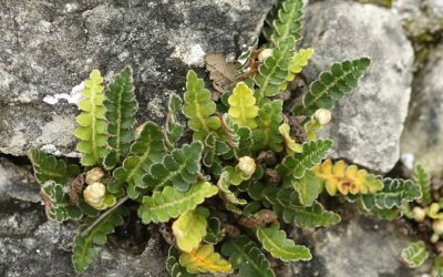 SPIRULINA ANTITUMORALE ED ERBE SPACCAPIETRA