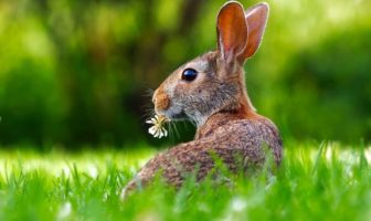 IL CASO SANDLERS E I CONIGLI POLIO-RESISTENTI