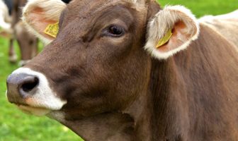 CARNE E LATTICINI: STRADA SENZA USCITA CHE IL MONDO NON PUÒ PIÙ PERMETTERSI