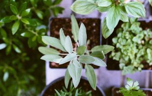 CREATININA ALTA, COME ABBASSARLA IN MODO NATURALE? pianta di salvia