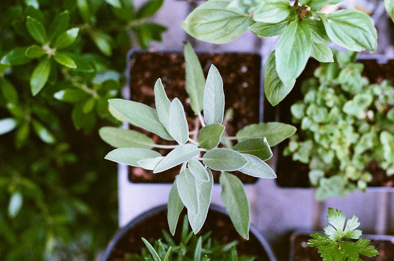 CREATININA ALTA, COME ABBASSARLA IN MODO NATURALE?