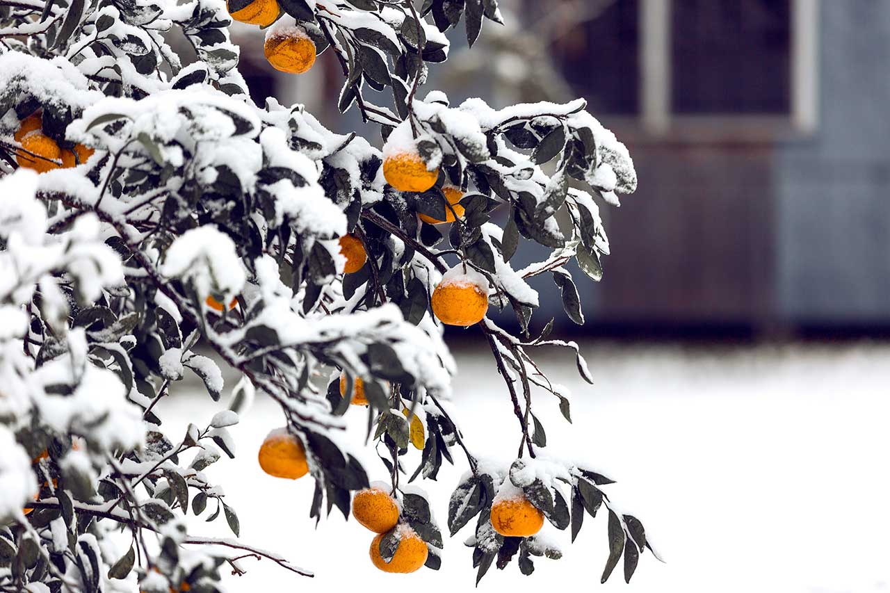 VEGAN-CRUDISMO IN CLIMA SIBERIANO