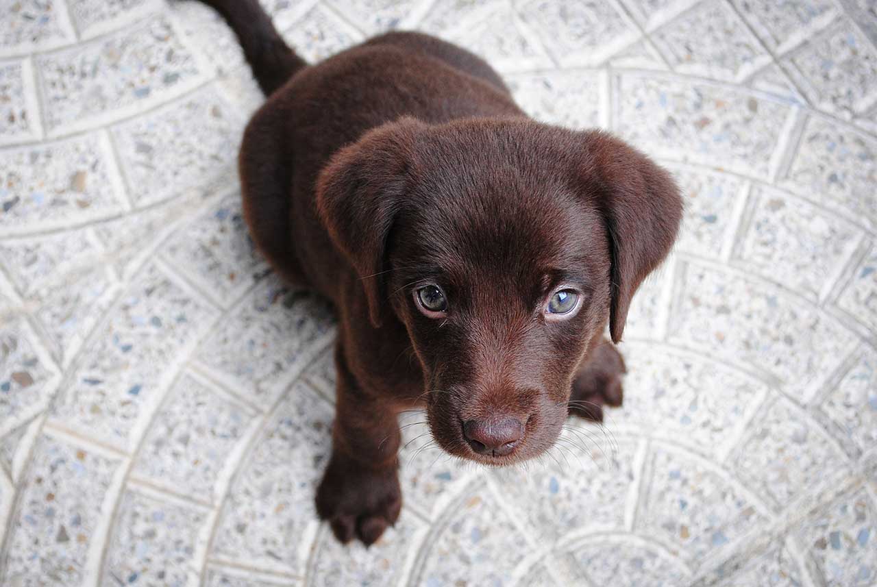 IMPORTANZA DELL’IMPRINTING ALIMENTARE COL CANE CUCCIOLO