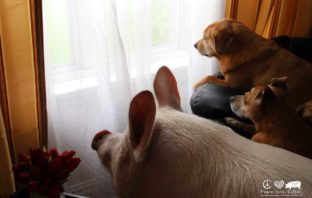 FESTA DEL CANE E FESTA DEL MAIALE
