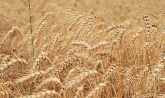 IL PANE CHIMICO QUOTIDIANO DELLE MULTINAZIONALI