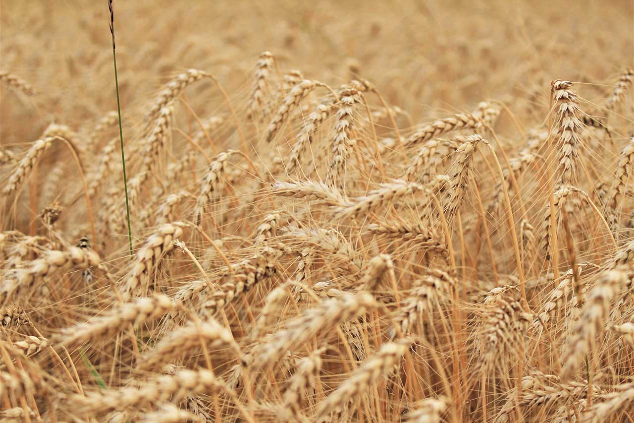 IL PANE CHIMICO QUOTIDIANO DELLE MULTINAZIONALI