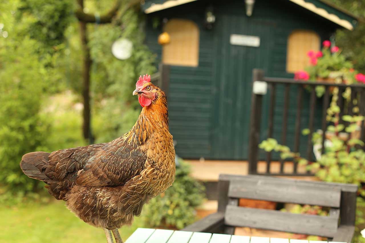 AMORE INCONDIZIONATO PER LE AMICHE GALLINE