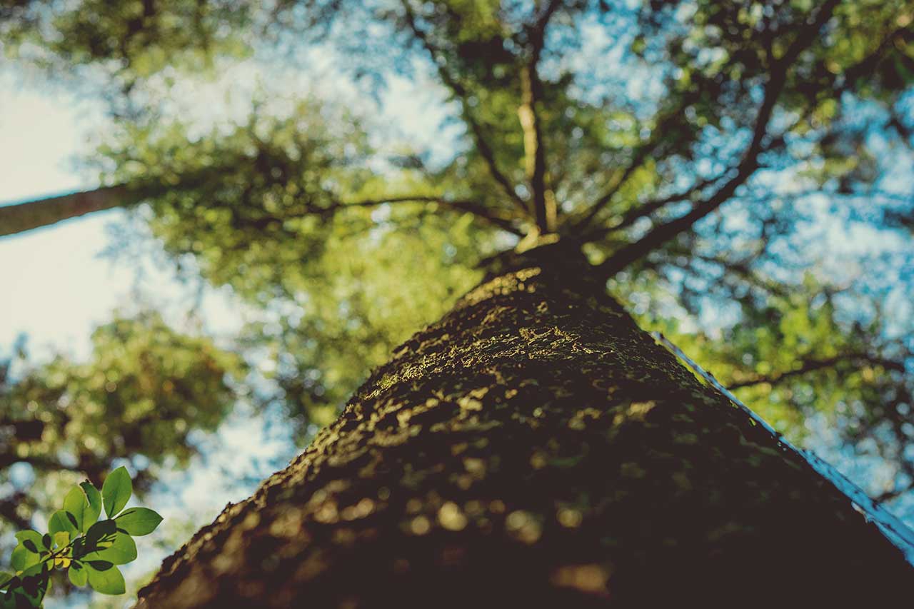 ENERGIE SOTTILI E LEGAME ARMONICO TRA ALBERI E UOMINI