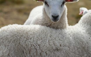 LA LANA E LA COSCIENZA ANIMALISTA