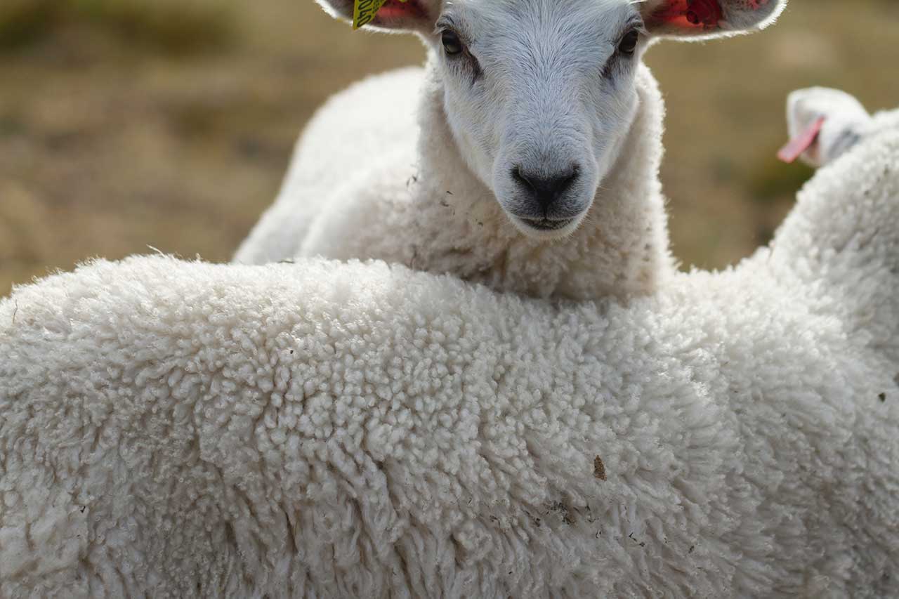 LA LANA E LA COSCIENZA ANIMALISTA