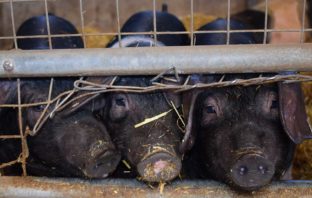 GLI ANIMALI HANNO DIRITTO DI VIVERE