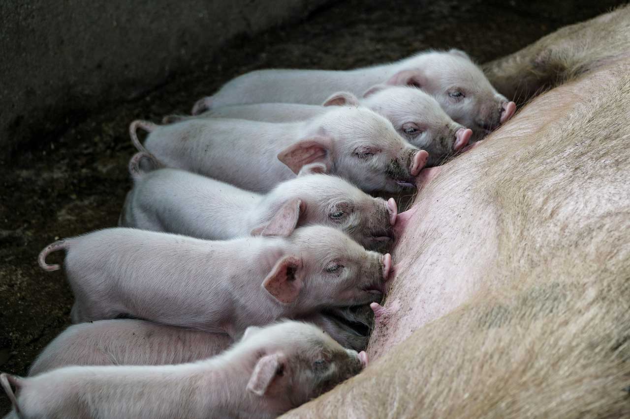 DELFINI GIAPPONESI, MAIALI ITALIANI E RAGGIRI ISTITUZIONALI