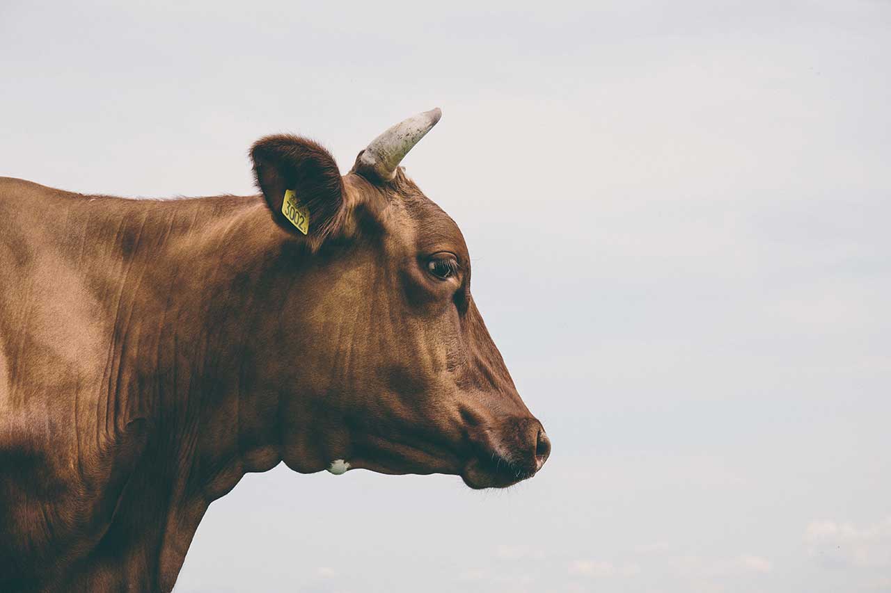 SGUAIATE E FALSE RIME SULLA SUCCOSA CARNE DI MANZO