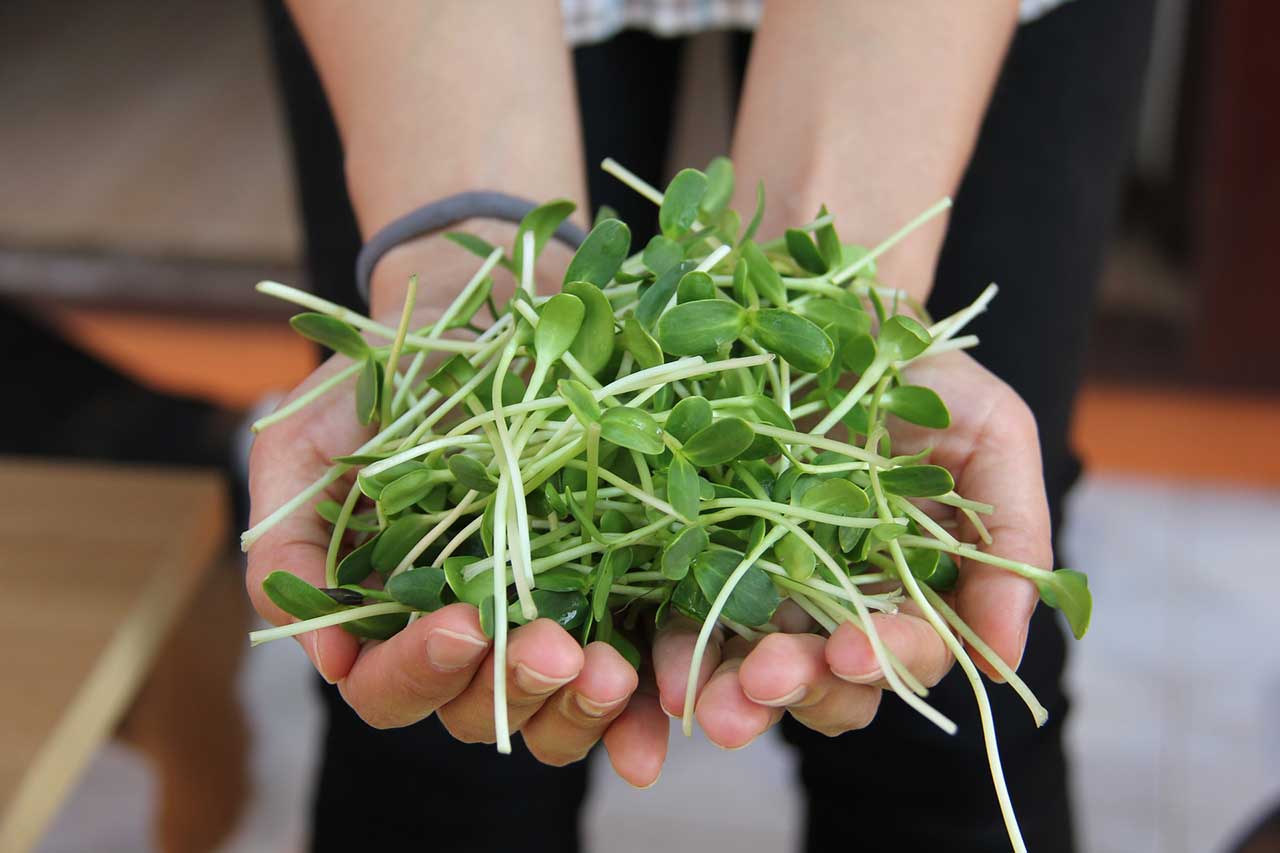 Sedano - Microgreens & Semi In Germogliazione - Foto 6
