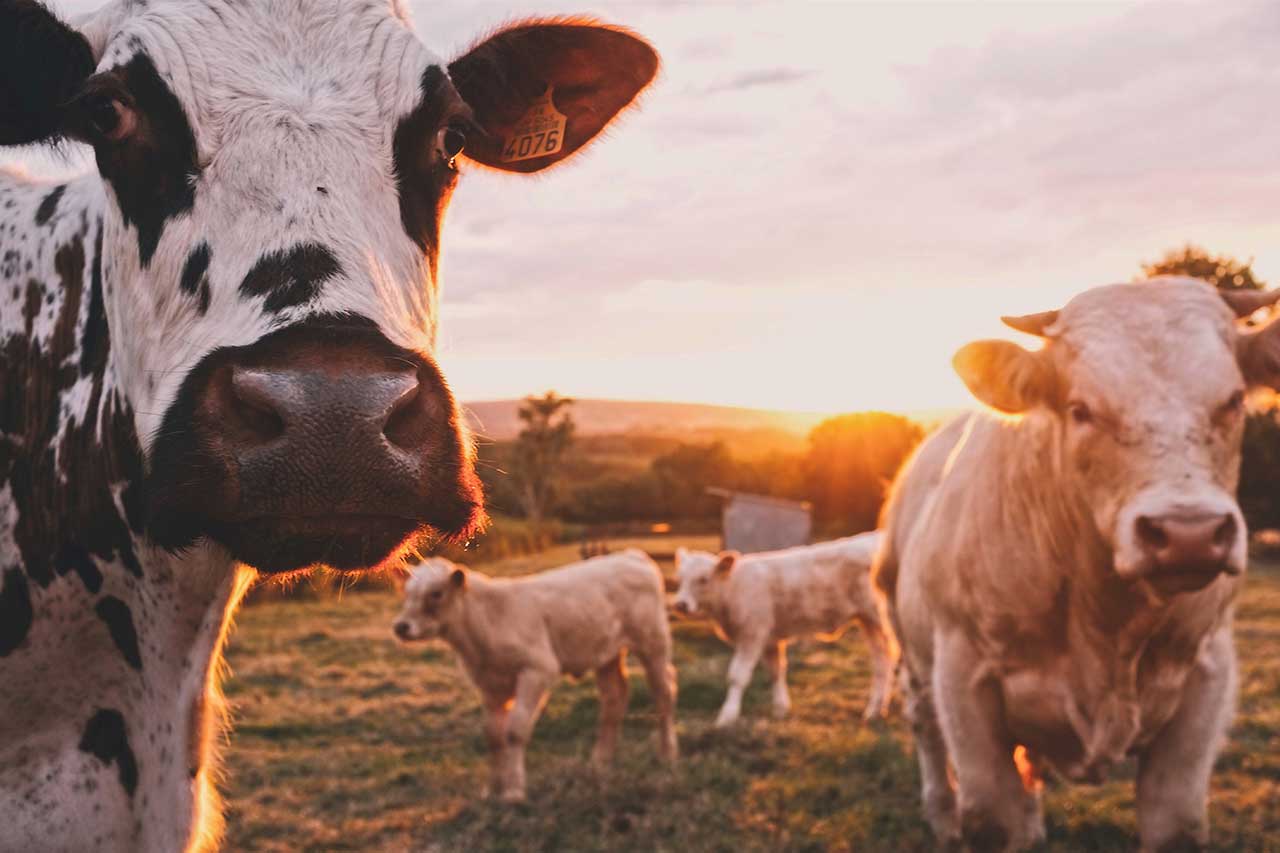 PENSIERI E DUBBI OBSOLETI SULL’ESSENZA DELLA SCELTA VEGETARIANA