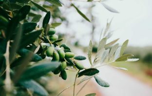 PARERE SU OLIO DI OLIVA EXTRAVERGINE E LEGUMI