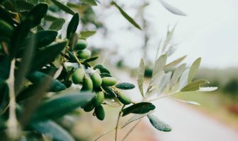 PARERE SU OLIO DI OLIVA EXTRAVERGINE E LEGUMI