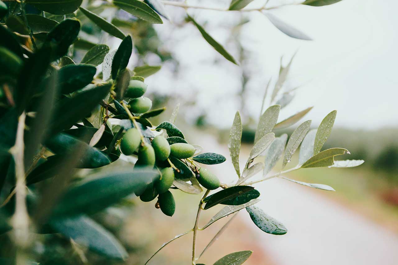 PARERE SU OLIO DI OLIVA EXTRAVERGINE E LEGUMI
