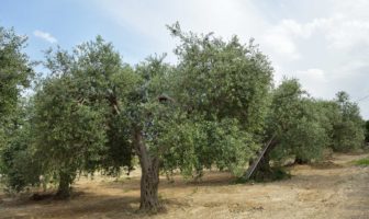 IL VERO KILLER DEGLI OLIVI PUGLIESI