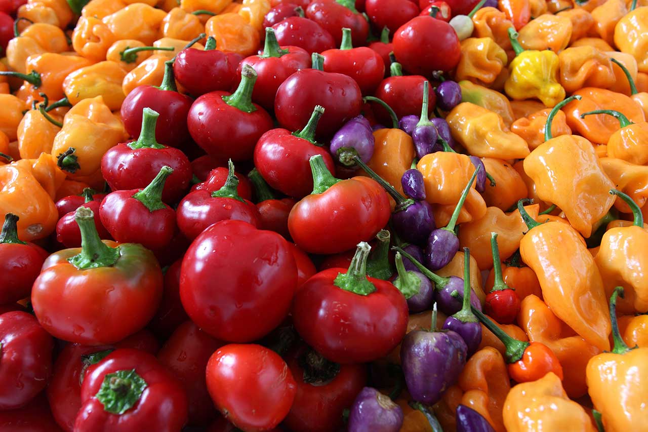 PATATE, POMODORI, PEPERONI E MELANZANE FRUTTI IRRINUNCIABILI