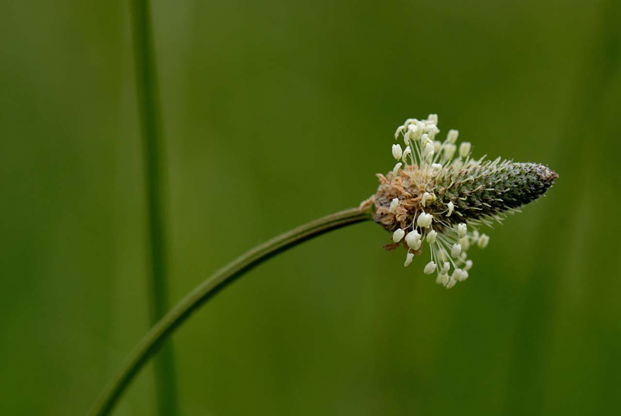 IL FIORE DI PIANTAGGINE NELLE RIME DI UNA TALENTUOSA POETESSA FRIULANA