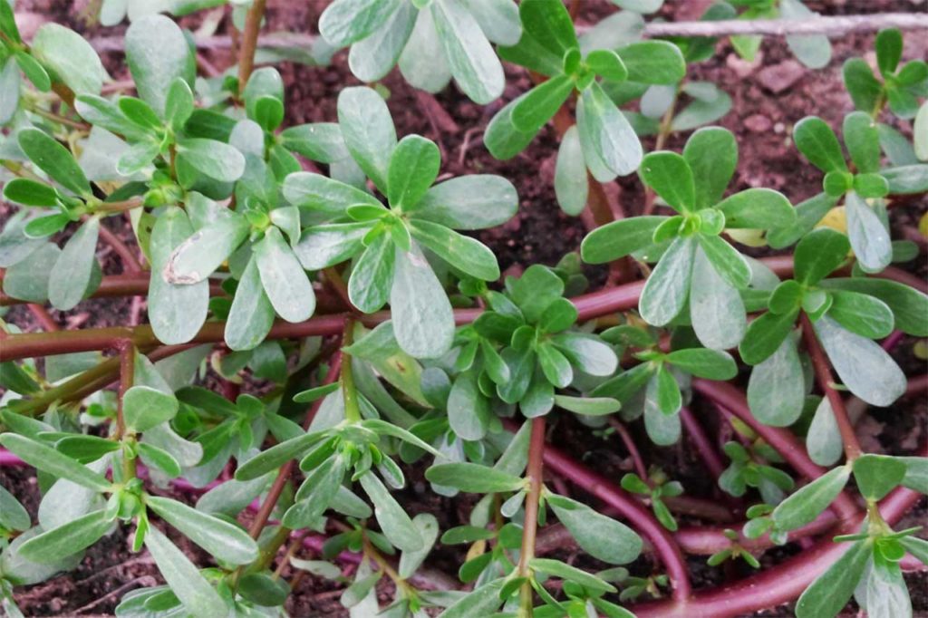 proprietà portulaca