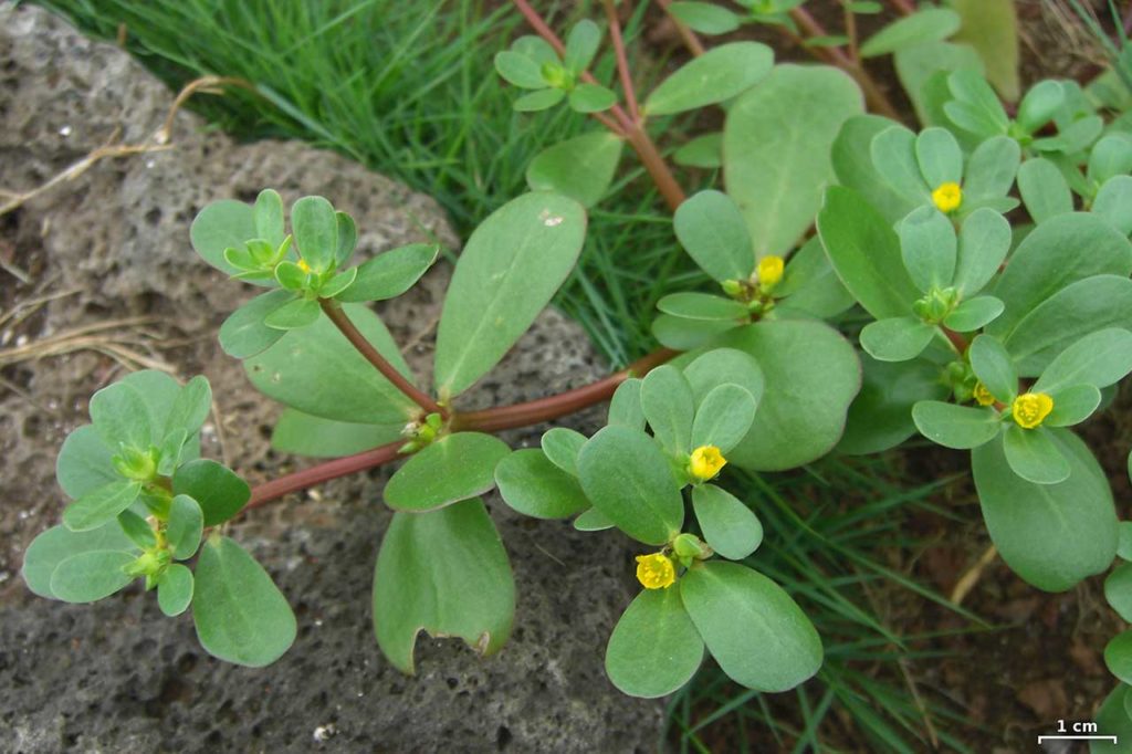 benefici portulaca