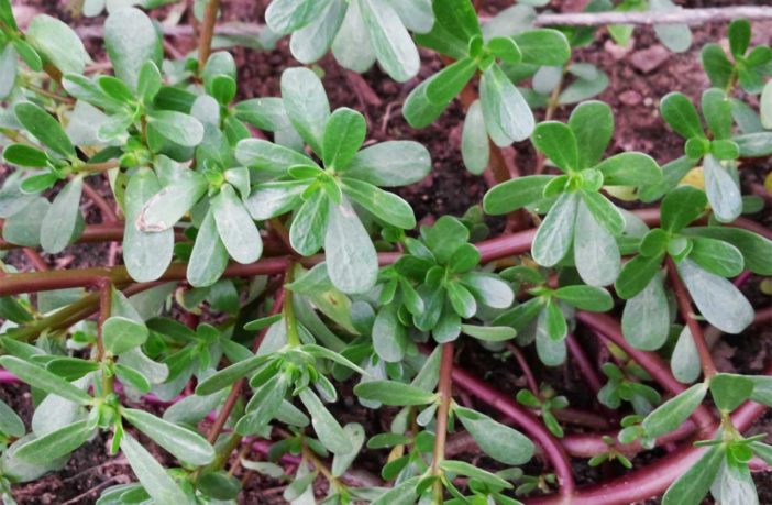 proprietÃ  portulaca