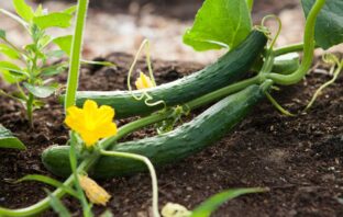 CETRIOLI IN ABBONDANZA, ALTRO CHE VIAGRA