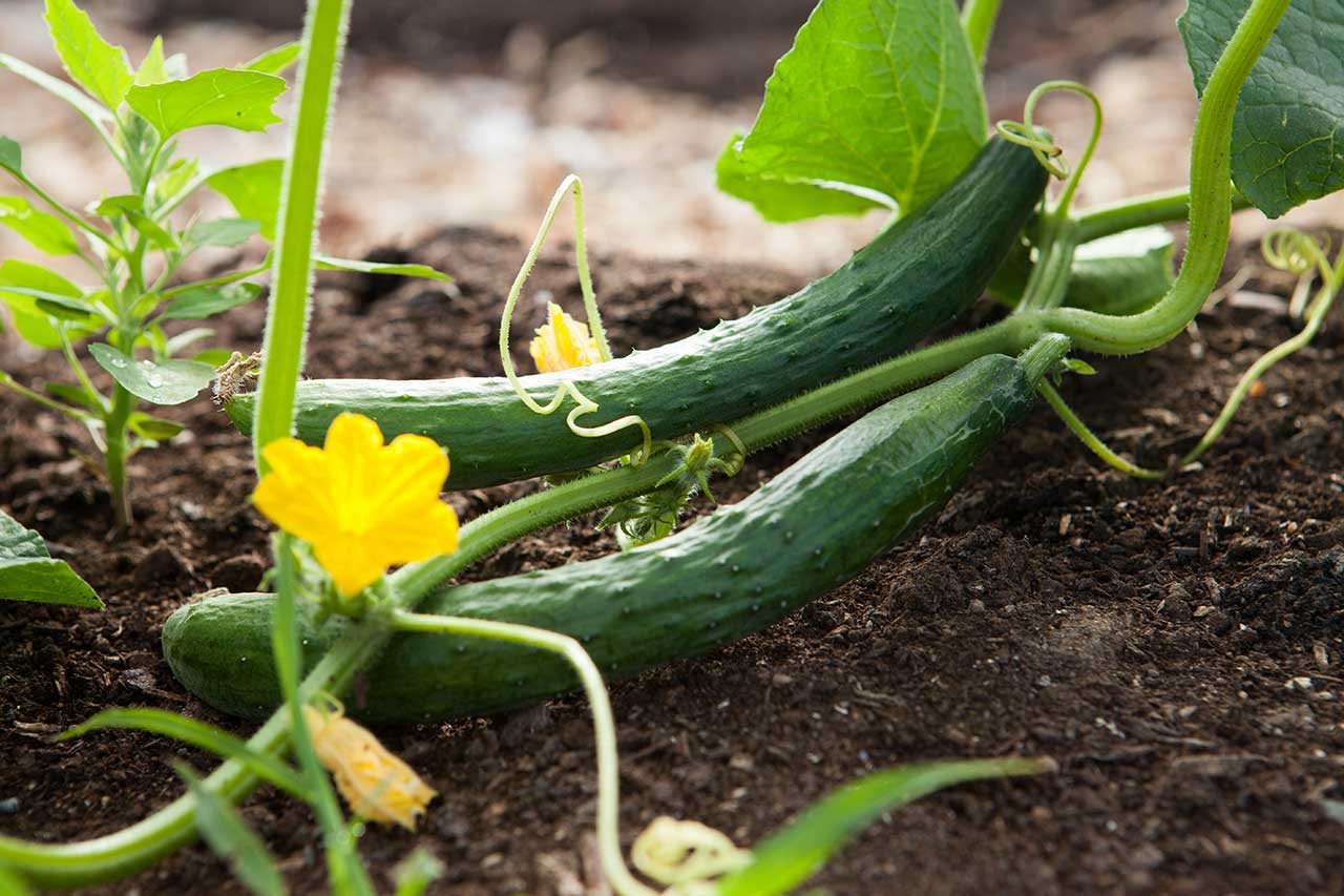 CETRIOLI IN ABBONDANZA, ALTRO CHE VIAGRA